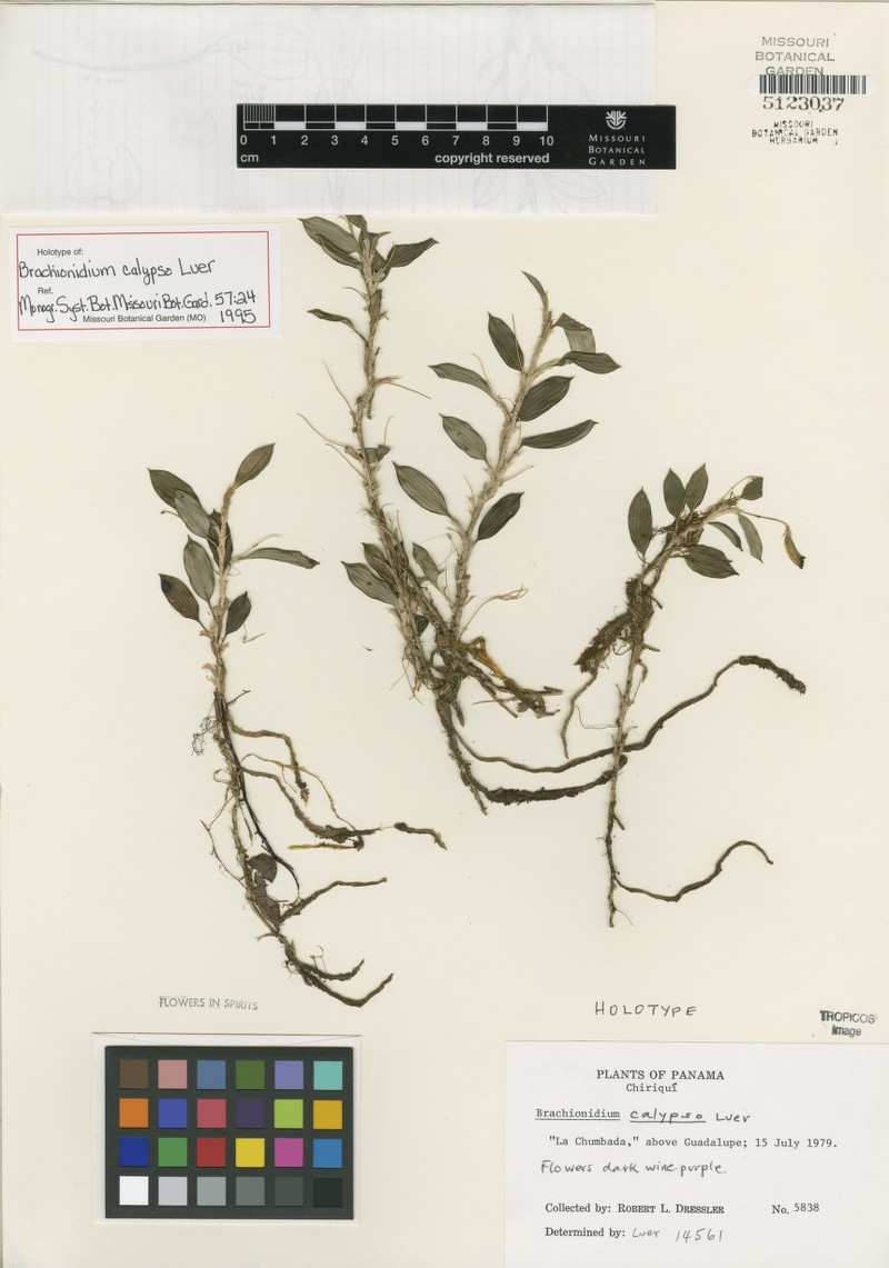Brachionidium calypso photo 2