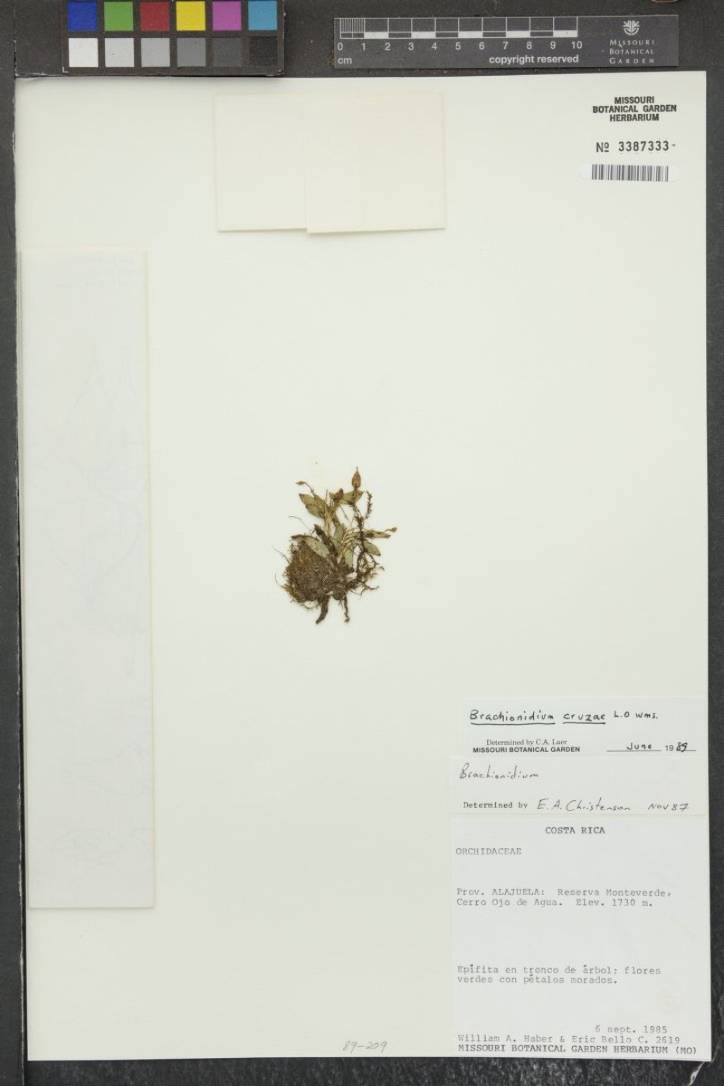 Brachionidium cruziae