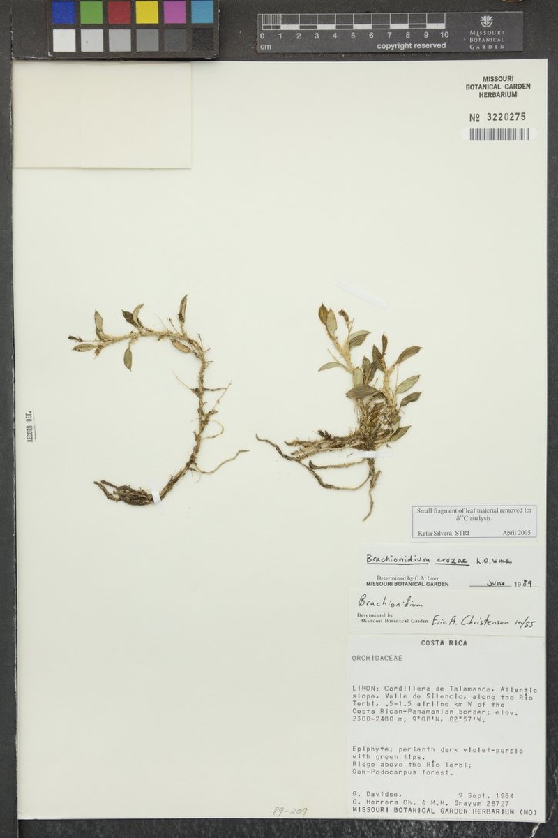 Brachionidium cruziae photo 2
