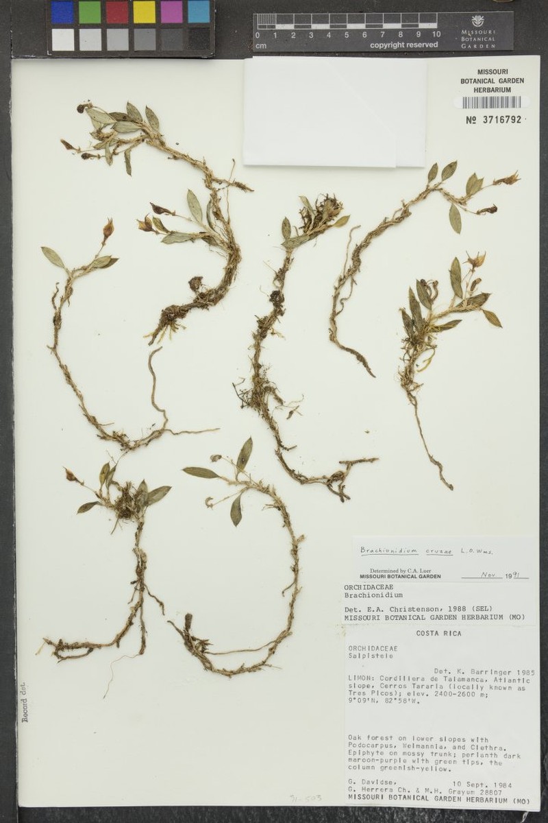 Brachionidium cruziae photo 3
