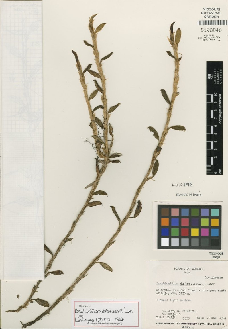 Brachionidium dalstroemii