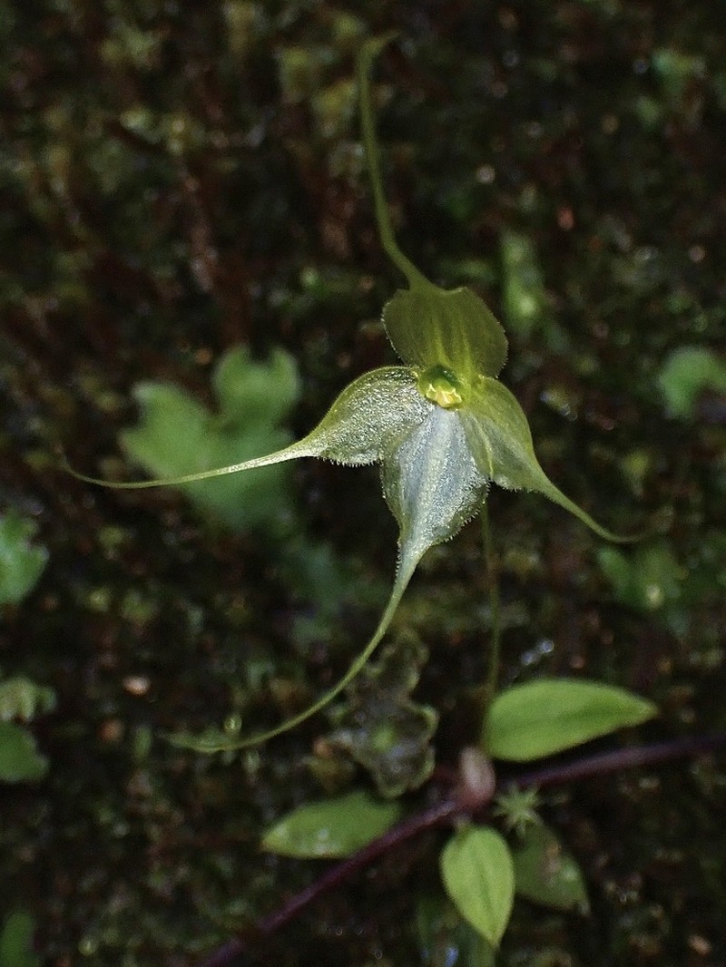 Brachionidium dodsonii