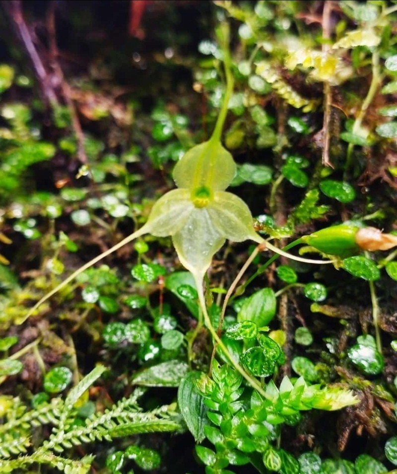 Brachionidium dodsonii photo 2