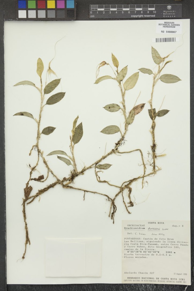 Brachionidium dressleri
