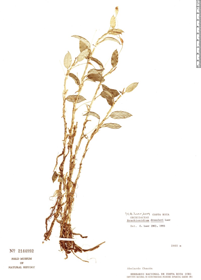 Brachionidium dressleri photo 2