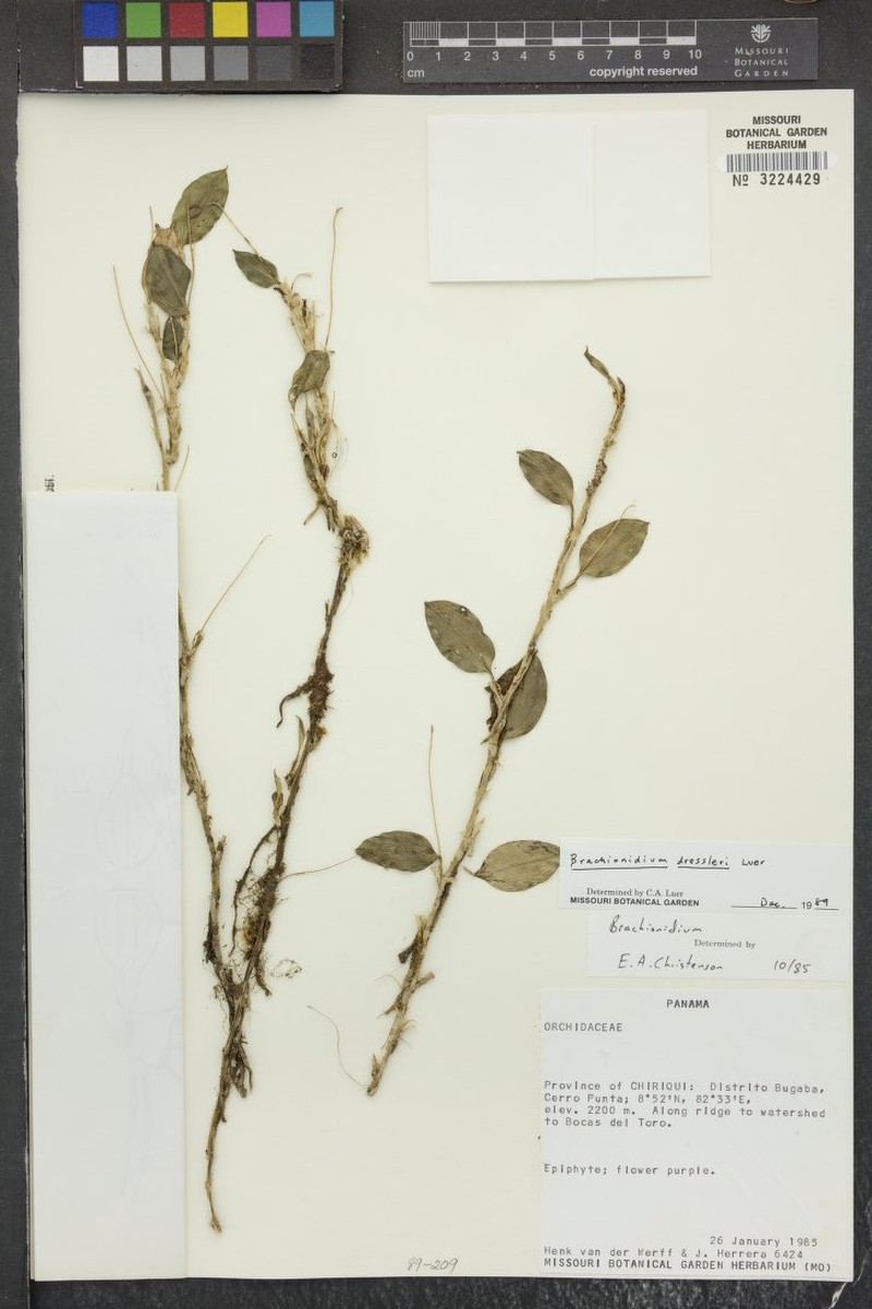Brachionidium dressleri photo 3