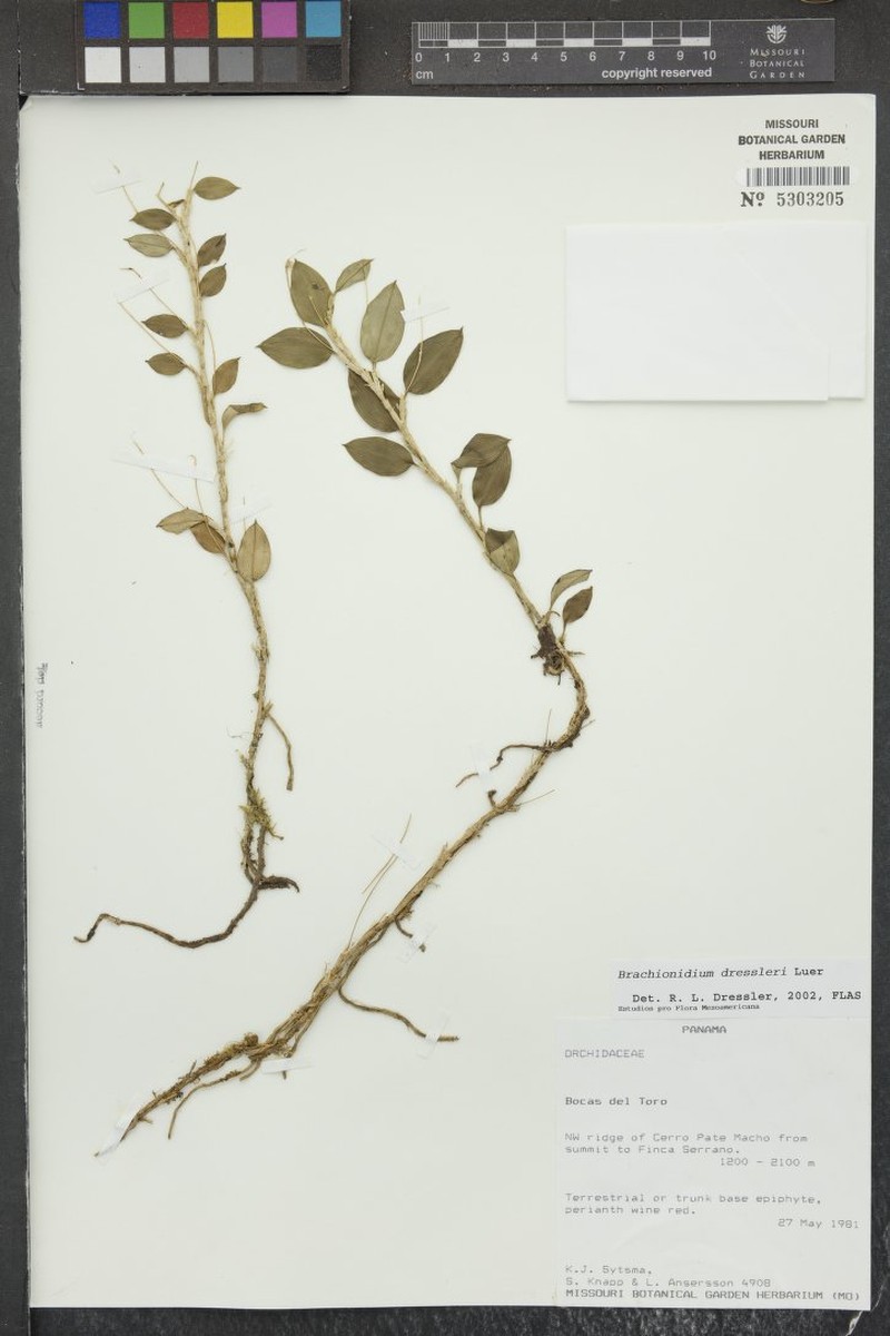 Brachionidium dressleri photo 4