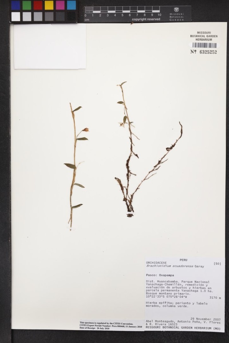 Brachionidium ecuadorense