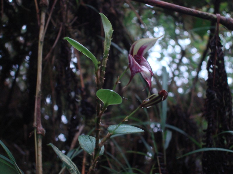 Brachionidium elegans