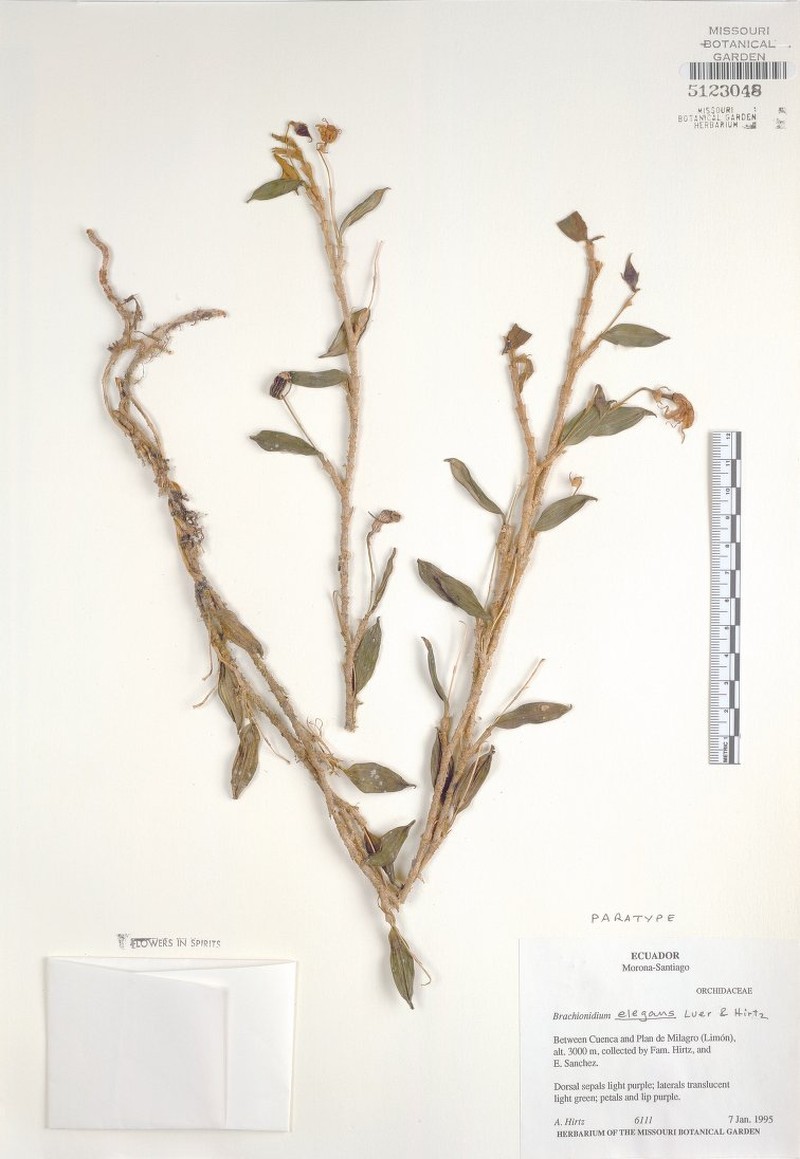 Brachionidium elegans photo 2