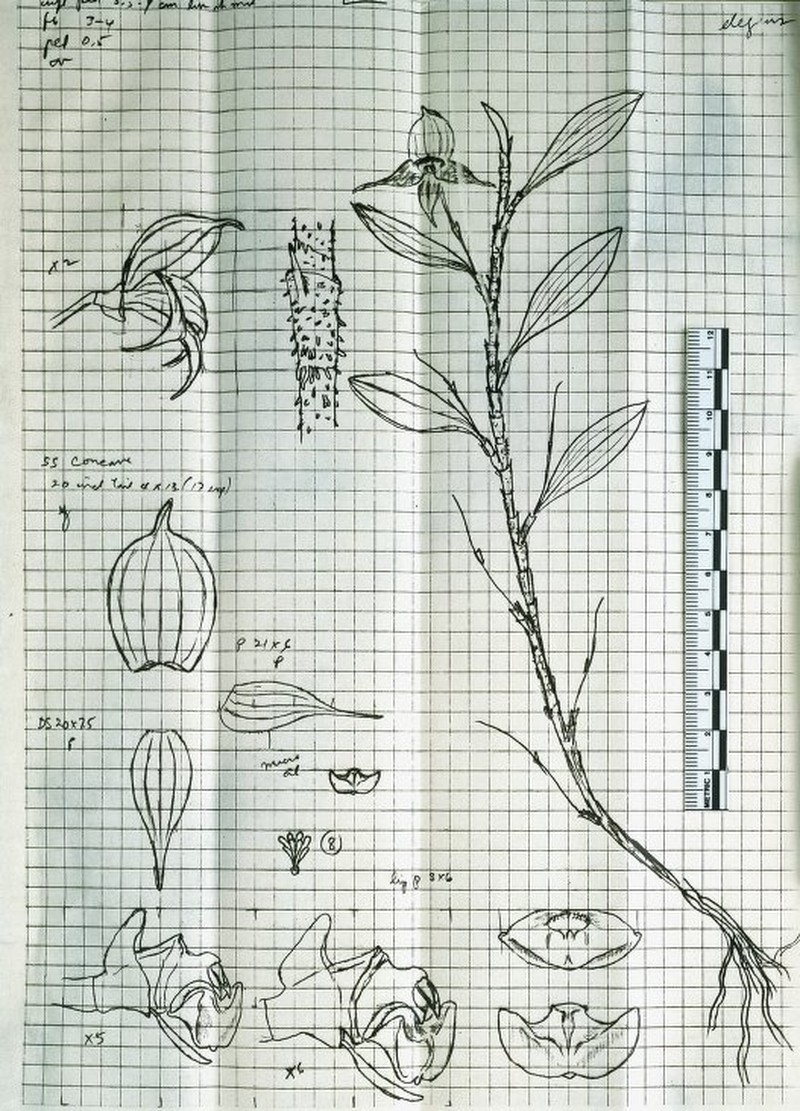 Brachionidium elegans photo 3