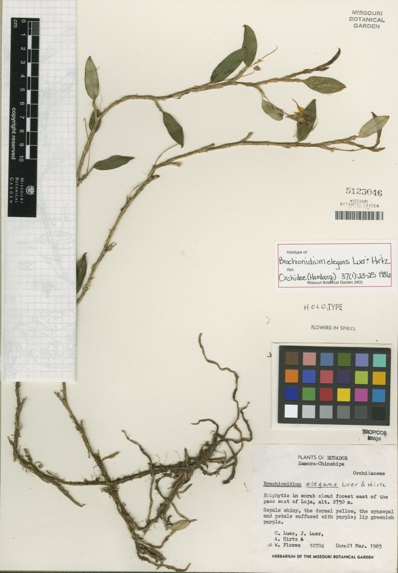 Brachionidium elegans photo 4