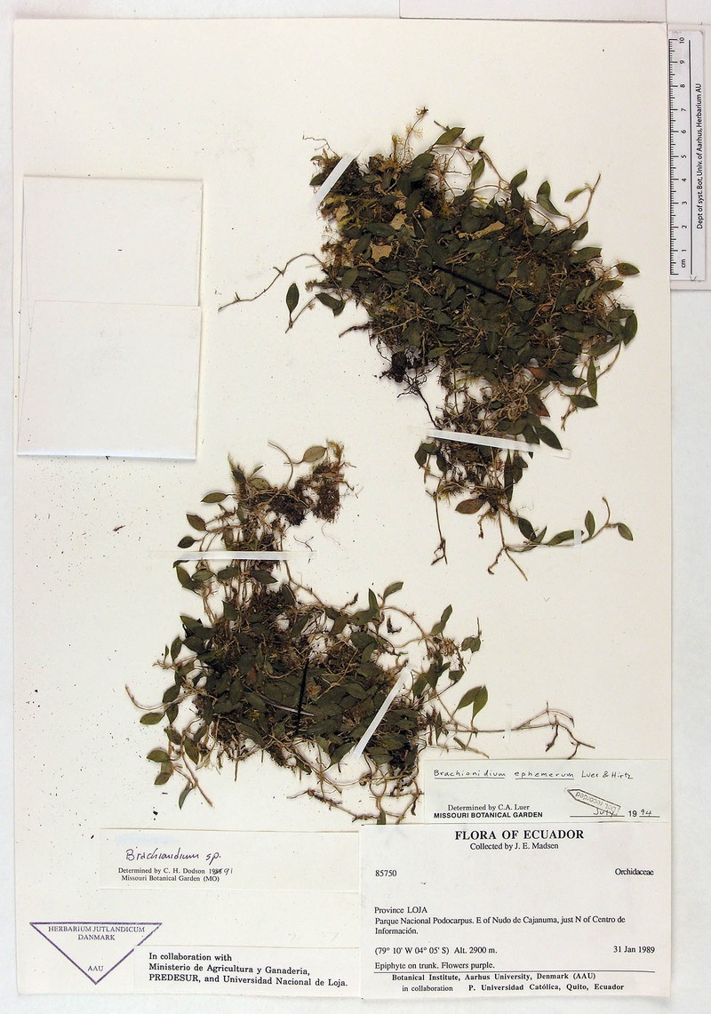 Brachionidium ephemerum