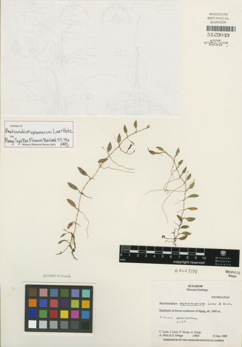 Brachionidium ephemerum photo 2