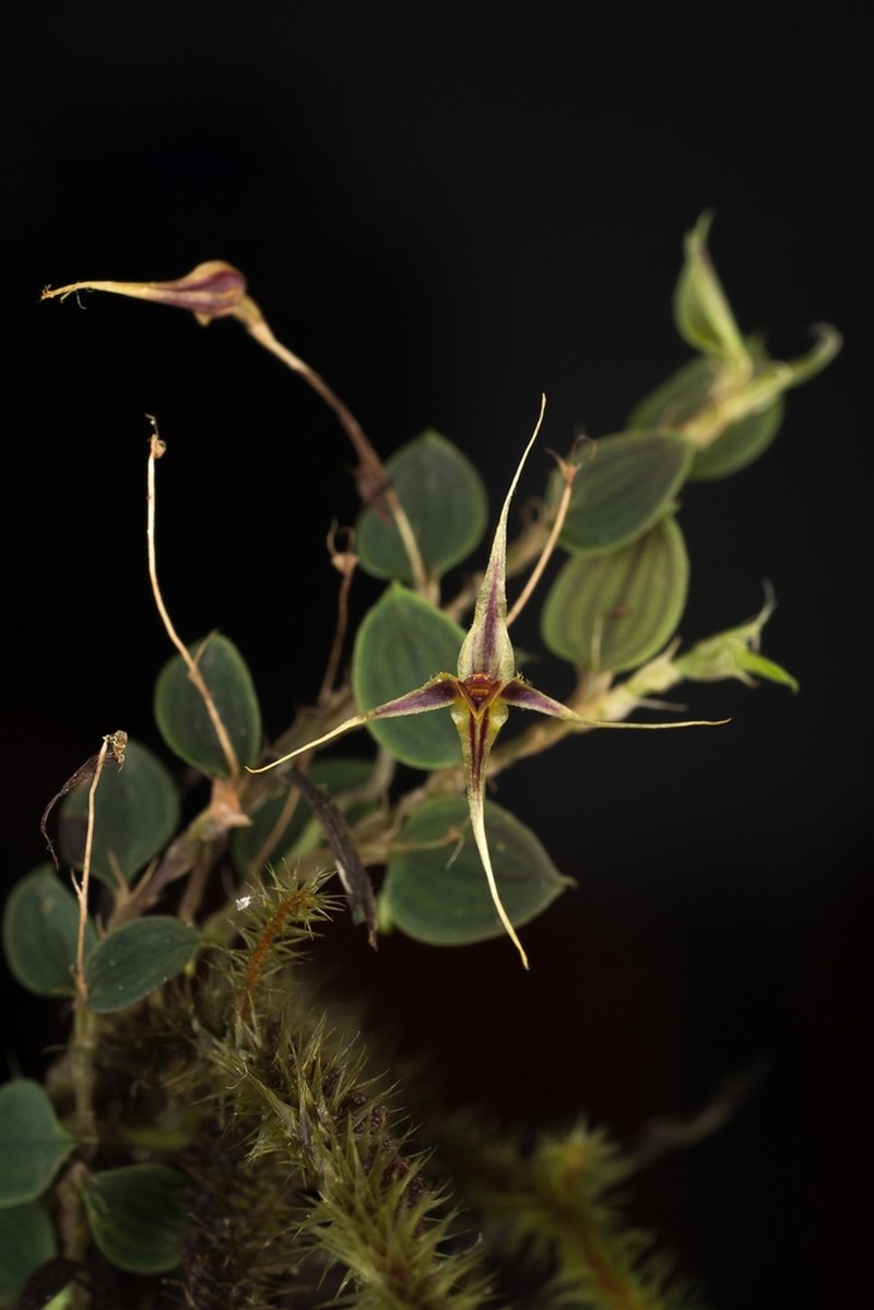 Brachionidium filamentosum