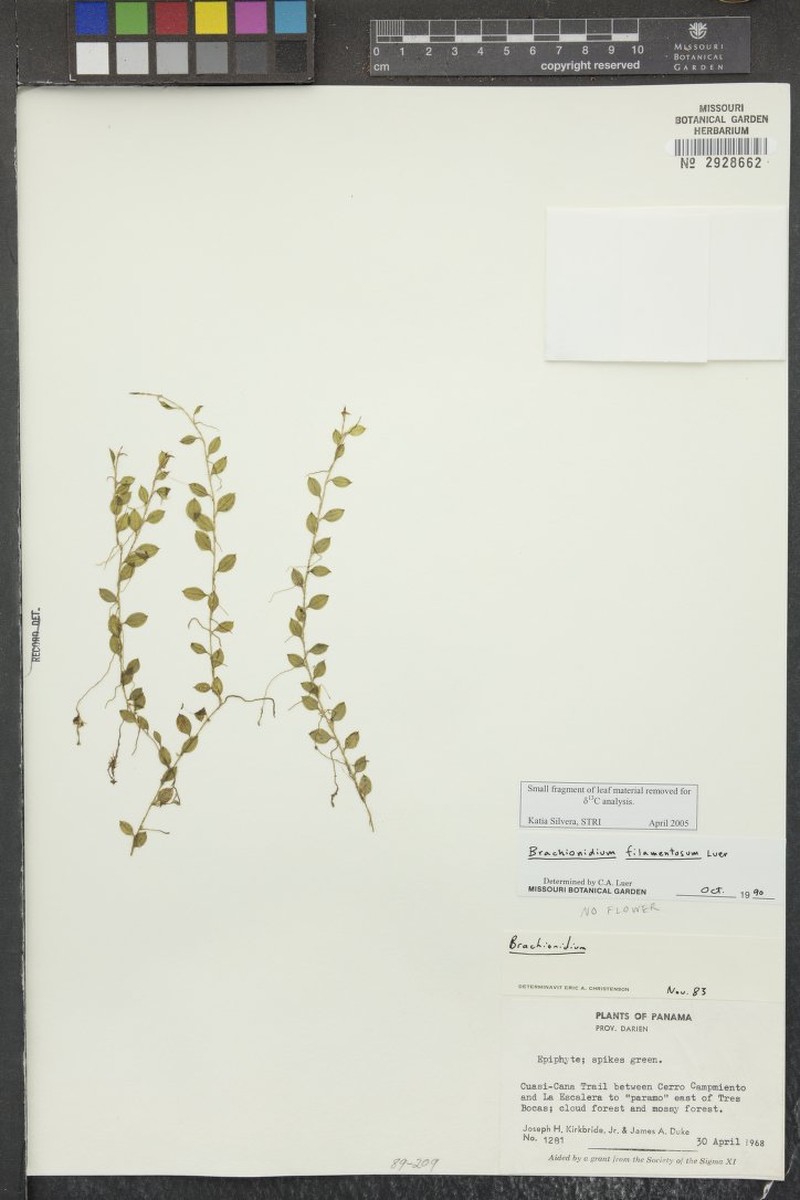 Brachionidium filamentosum photo 2