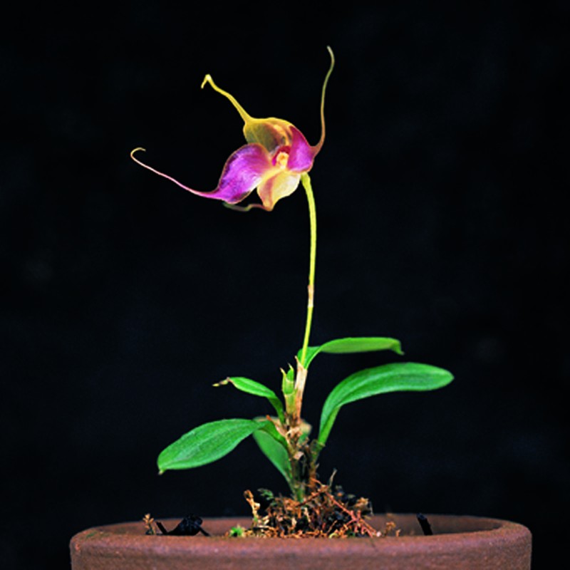 Brachionidium folsomii