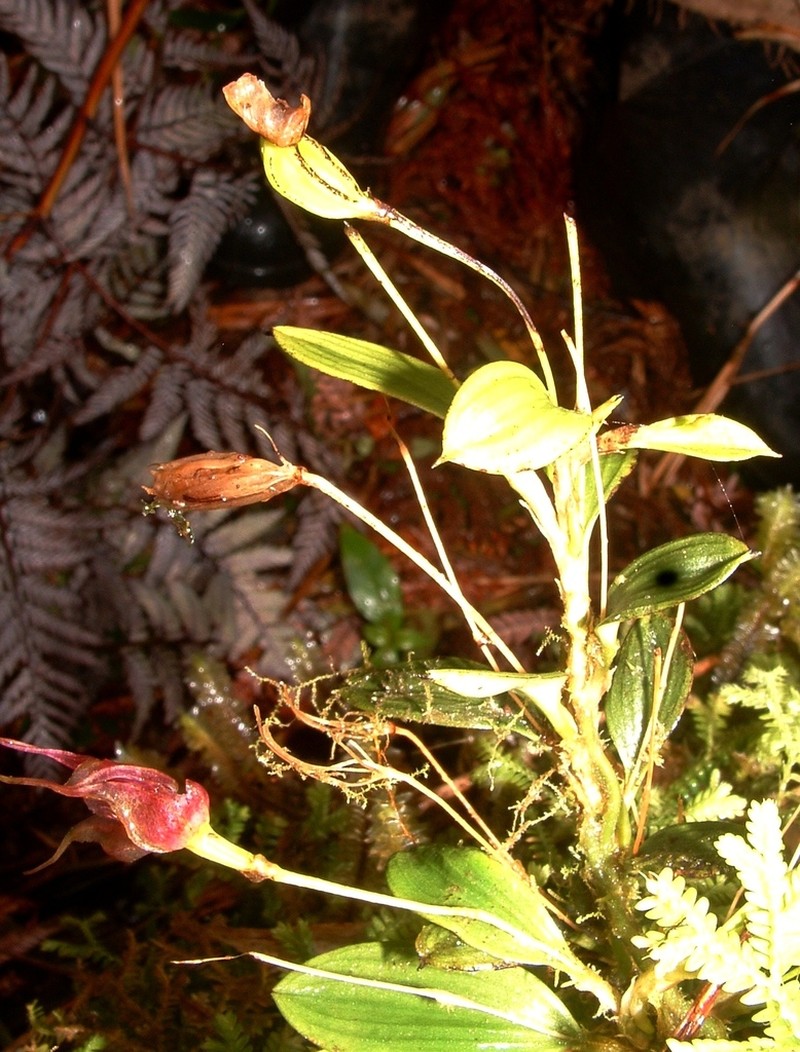 Brachionidium folsomii photo 2
