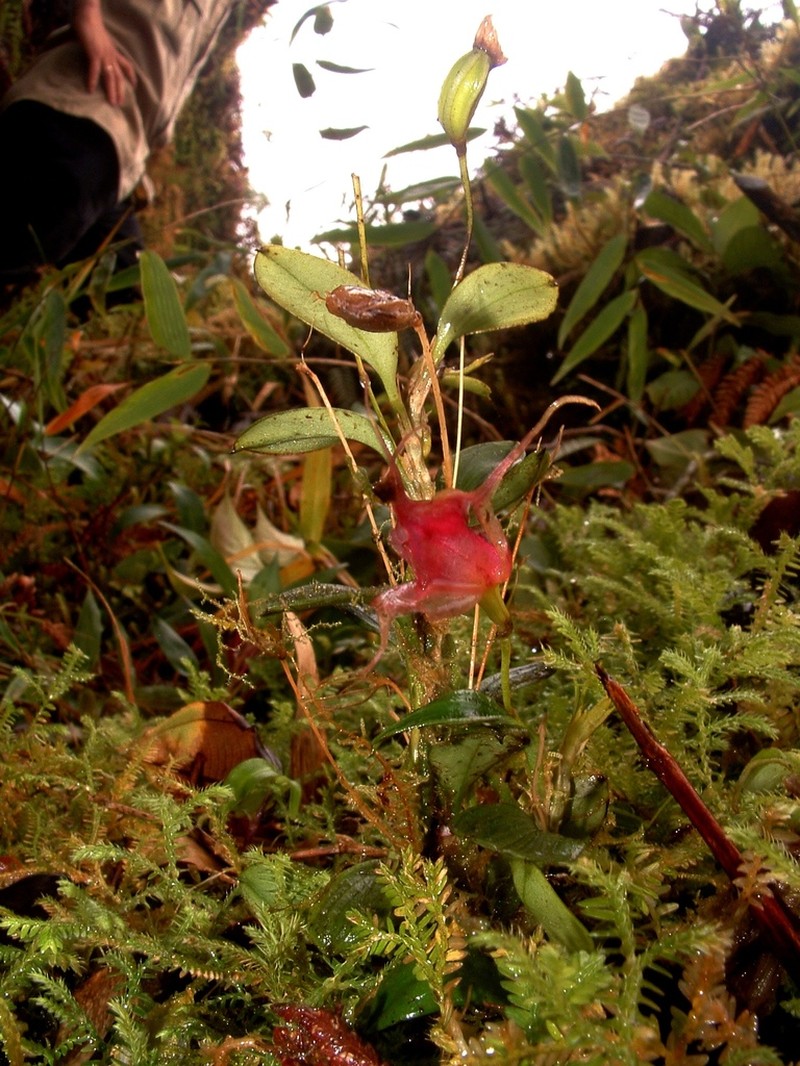 Brachionidium folsomii photo 3