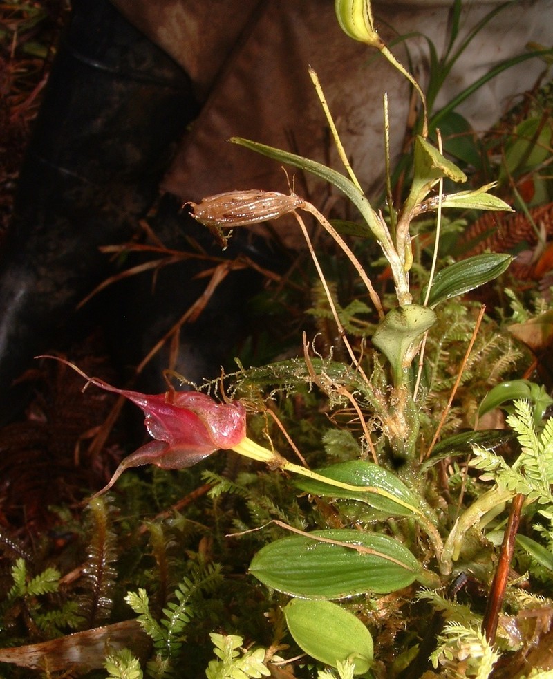 Brachionidium folsomii photo 4