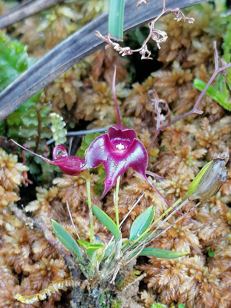 Brachionidium folsomii photo 5