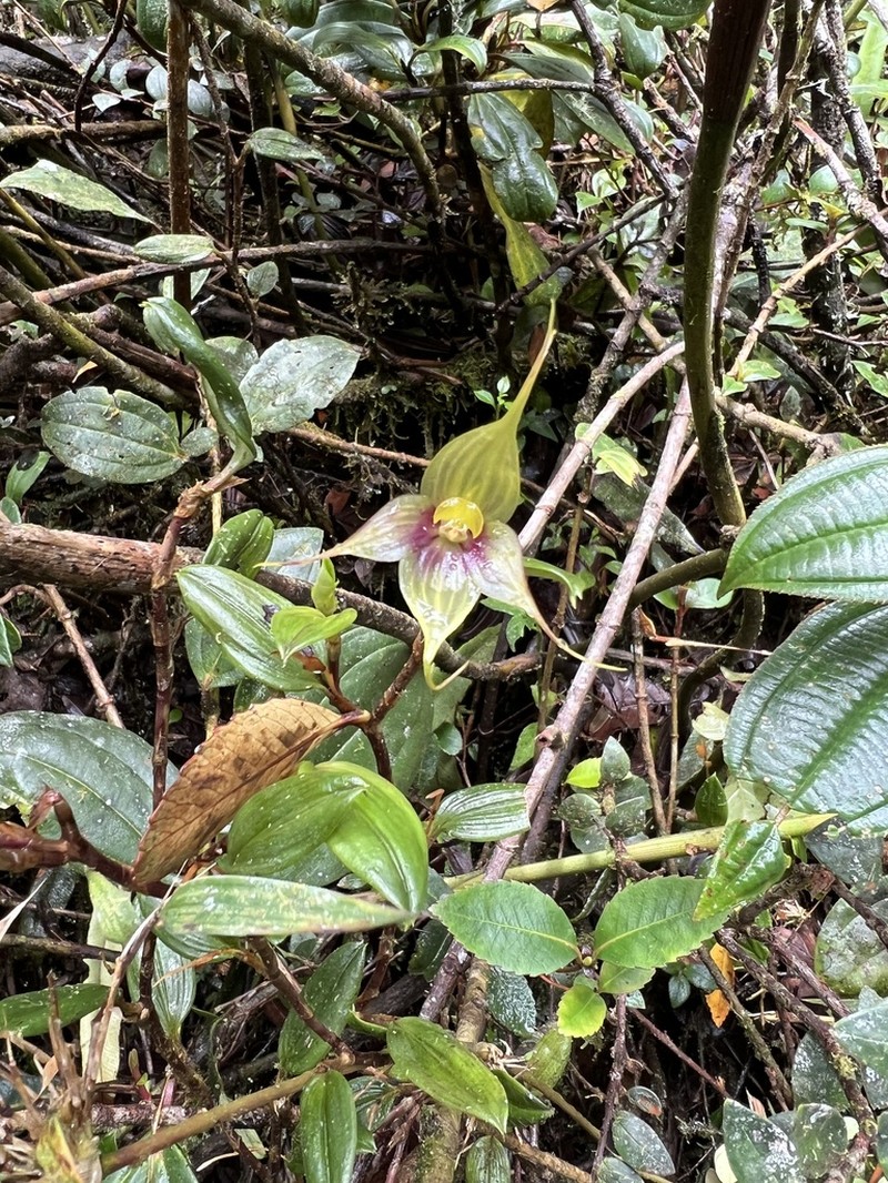 Brachionidium fornicatum