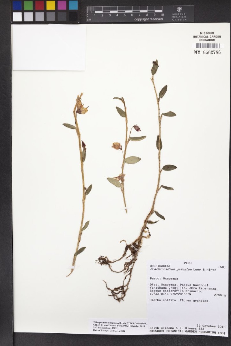 Brachionidium galeatum
