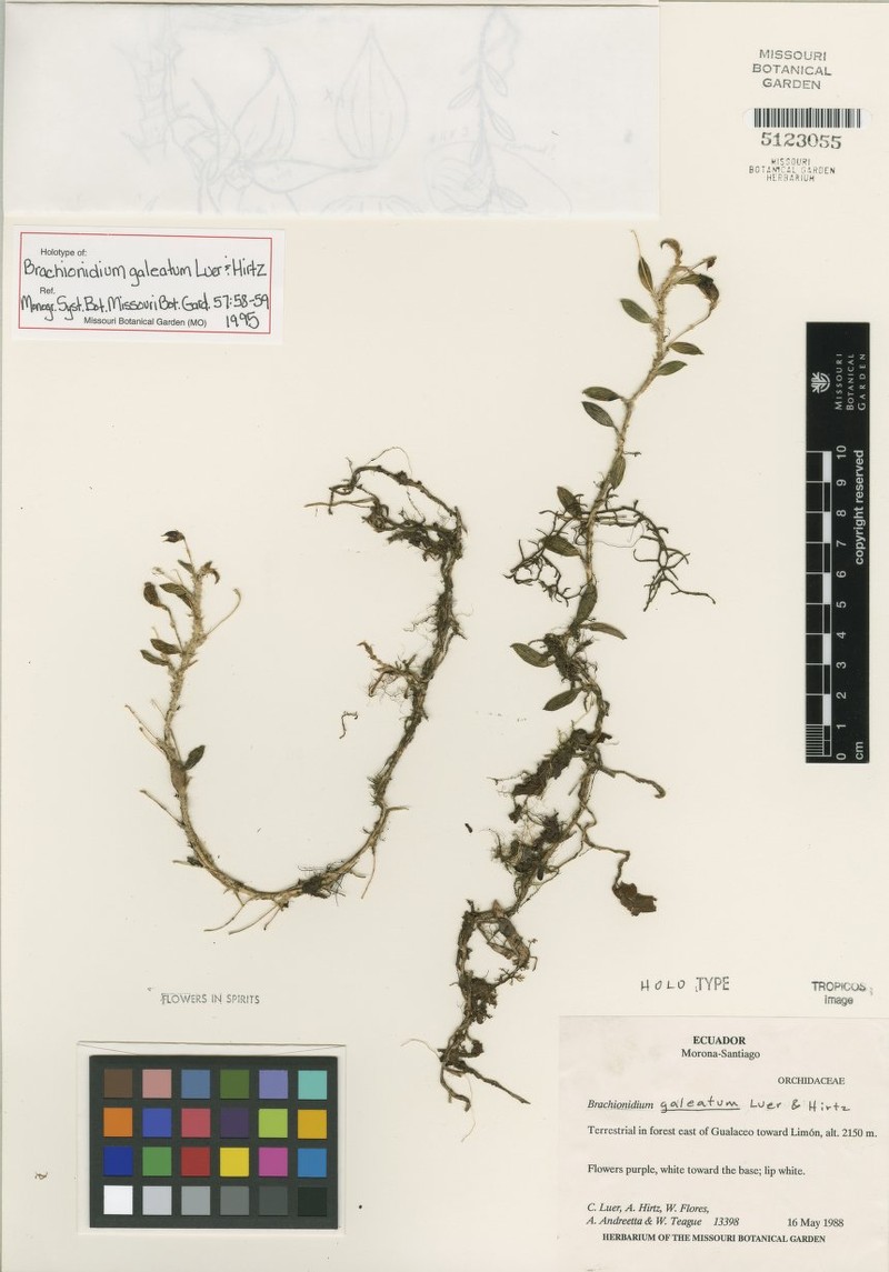 Brachionidium galeatum photo 2