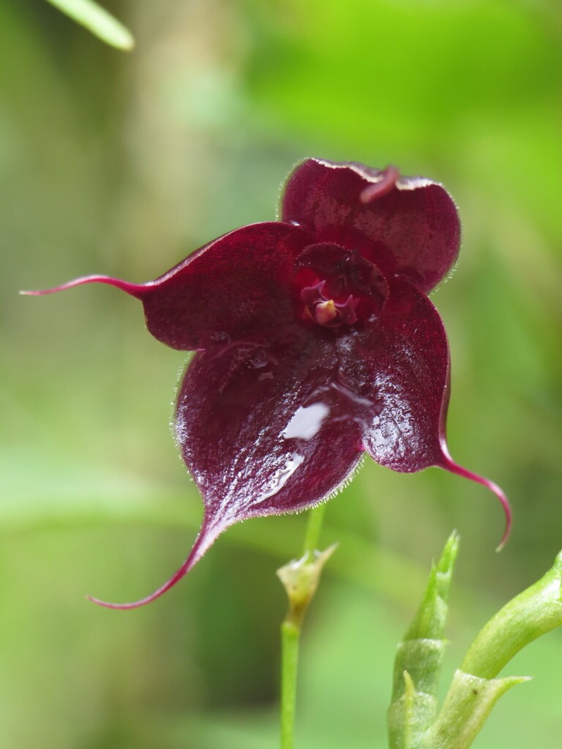 Brachionidium haberi