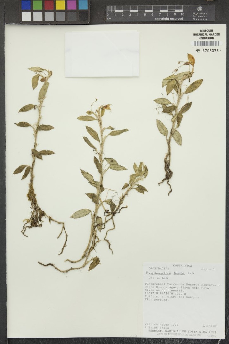 Brachionidium haberi photo 2