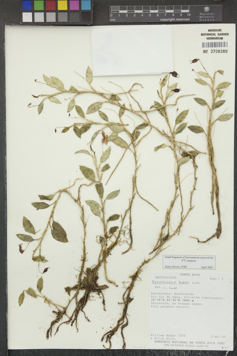 Brachionidium haberi photo 3
