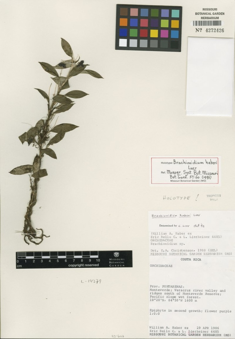 Brachionidium haberi photo 4