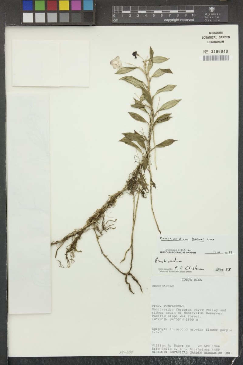 Brachionidium haberi photo 5