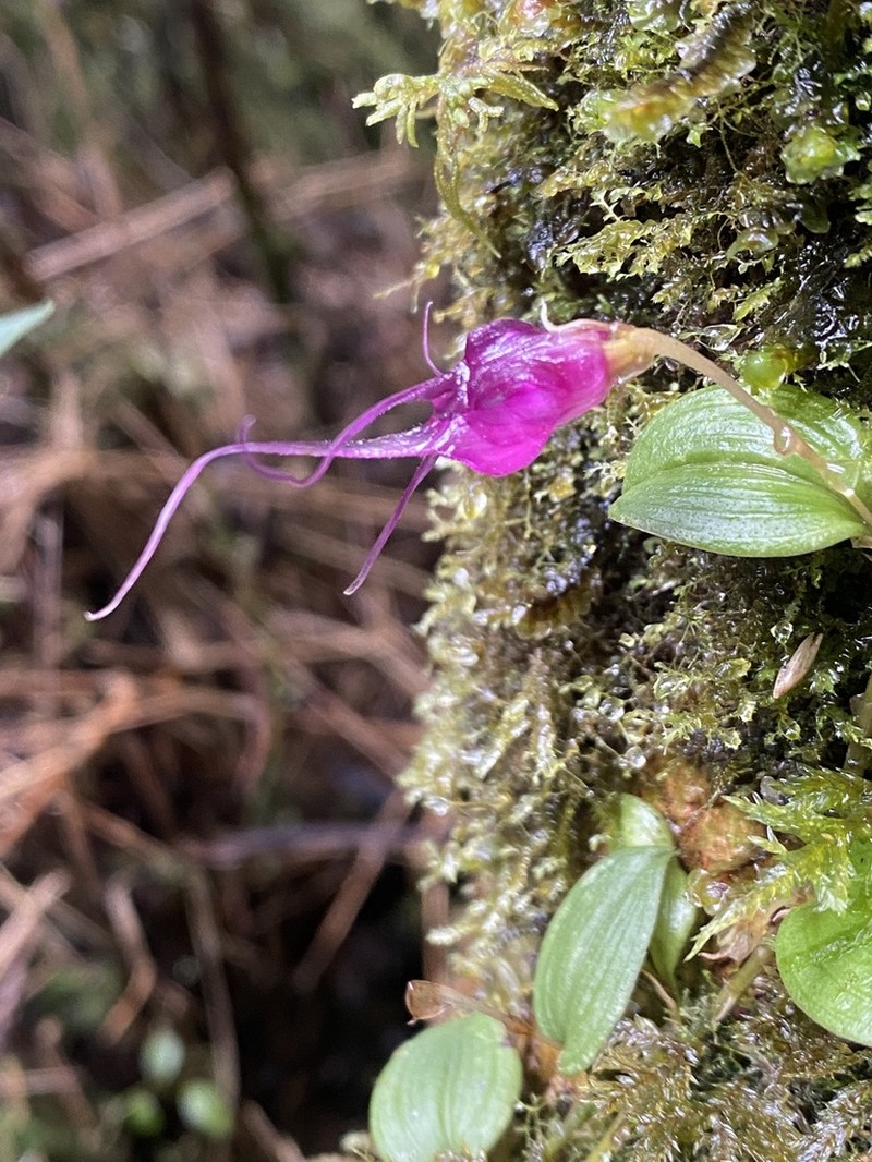 Brachionidium hirtzii