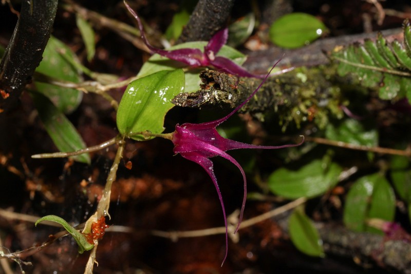 Brachionidium hirtzii photo 2
