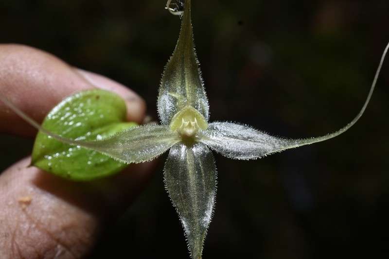 Brachionidium hirtzii photo 3