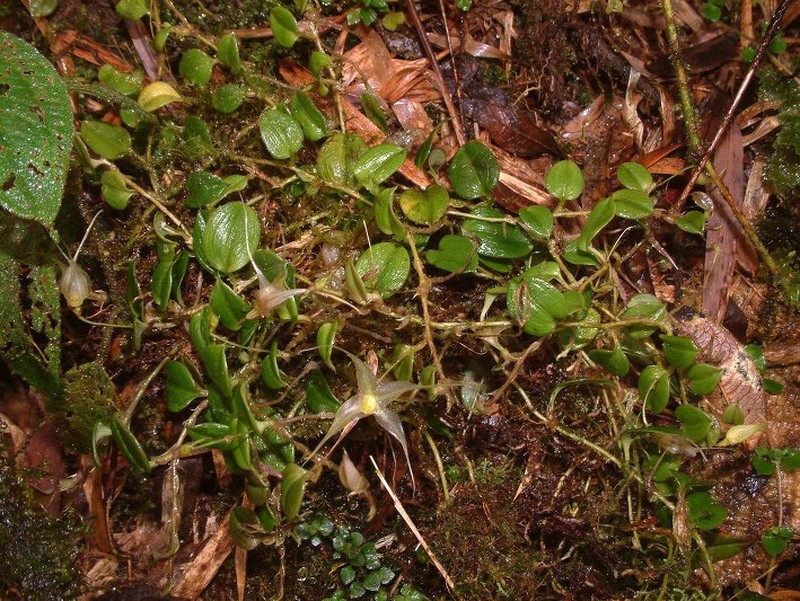 Brachionidium hirtzii photo 4