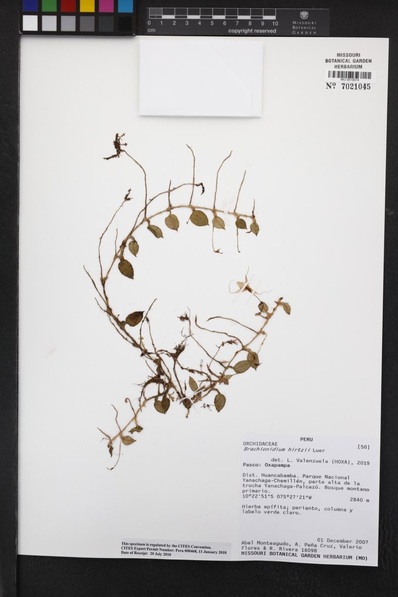 Brachionidium hirtzii photo 5
