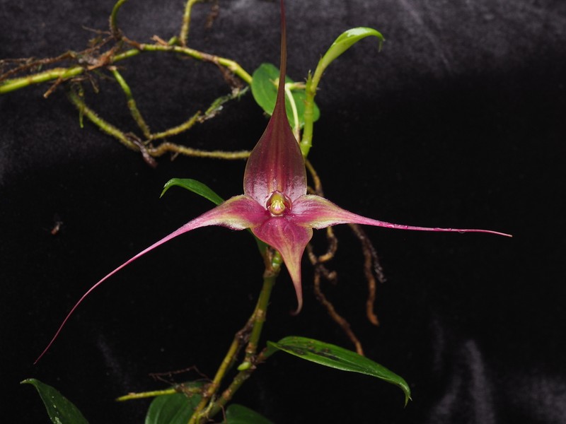 Brachionidium imperiale