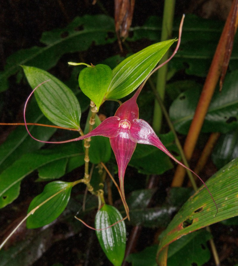 Brachionidium imperiale photo 2