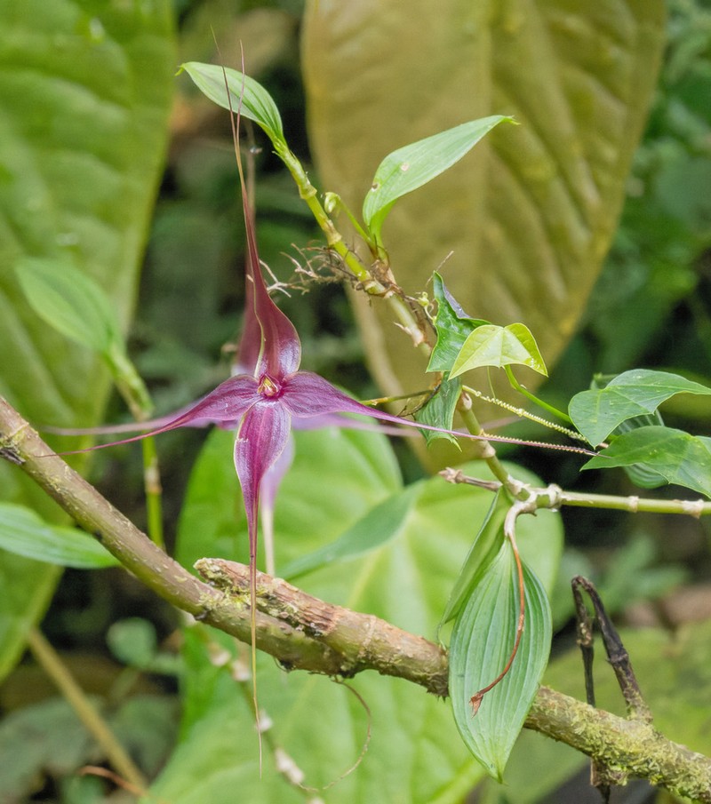 Brachionidium imperiale photo 3
