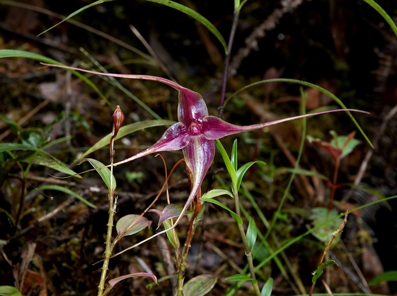 Brachionidium imperiale photo 4