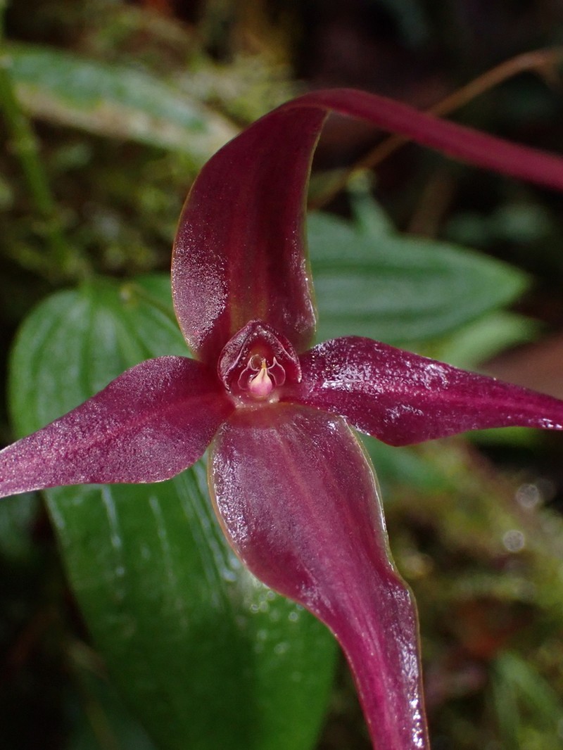 Brachionidium imperiale photo 5