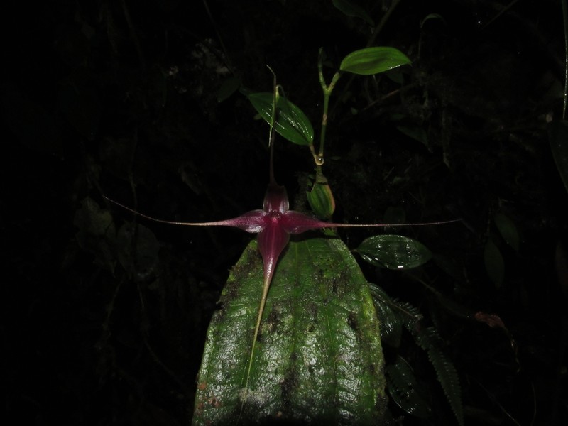 Brachionidium imperiale photo 6