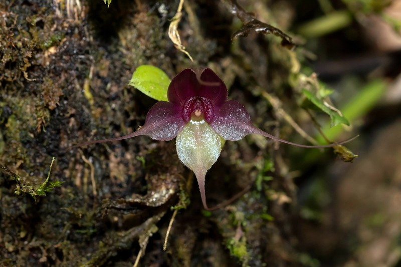 Brachionidium ingramii photo 2