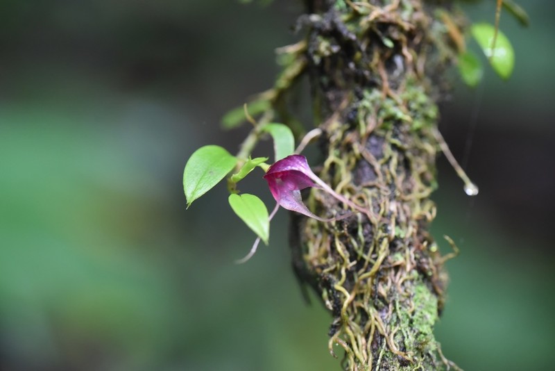 Brachionidium ingramii photo 3