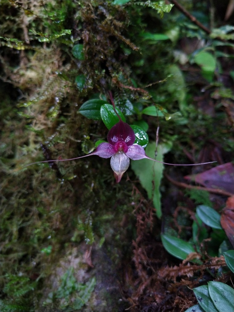 Brachionidium ingramii photo 4