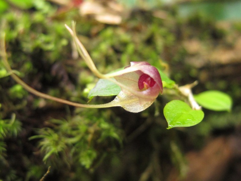 Brachionidium ingramii photo 5