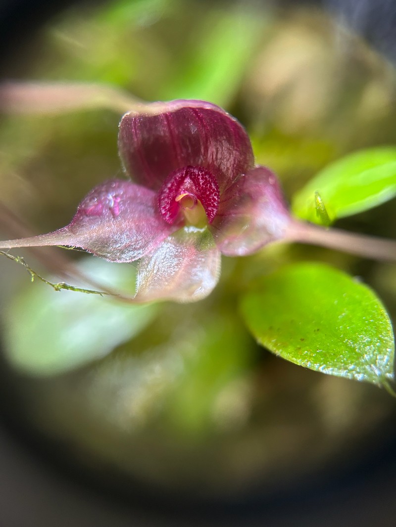 Brachionidium ingramii photo 7