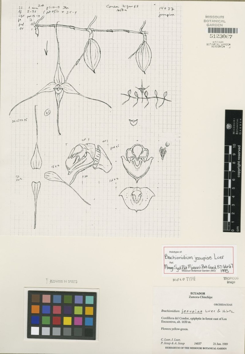 Brachionidium jesupiae